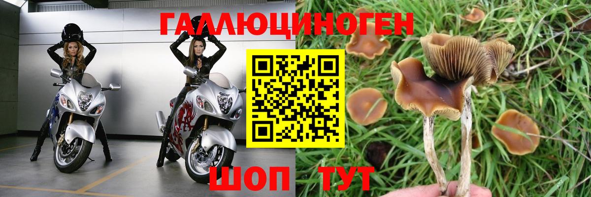 Пенза  Псилоцибиновые грибы Psilocybine cubensis  Вход с VPN 